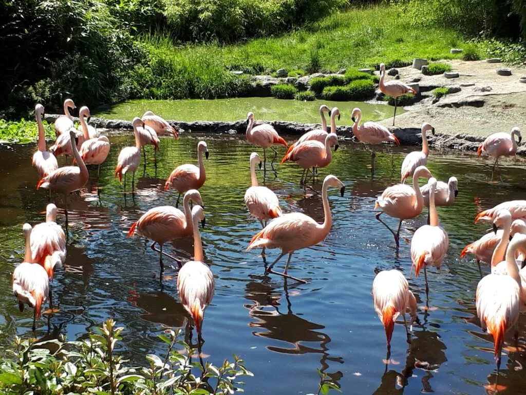 Un groupe de flamants roses dans un étang.