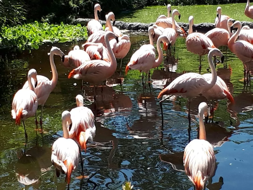 Un groupe de flamants roses dans un étang.