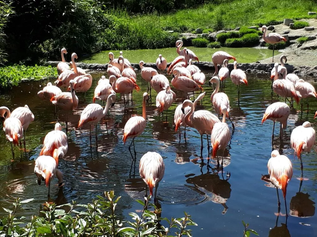 Un groupe de flamants roses dans l'eau.