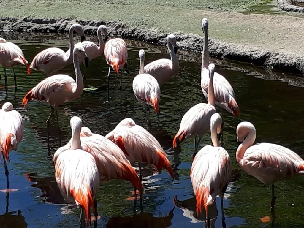Flamants roses au zoo de San Diego.