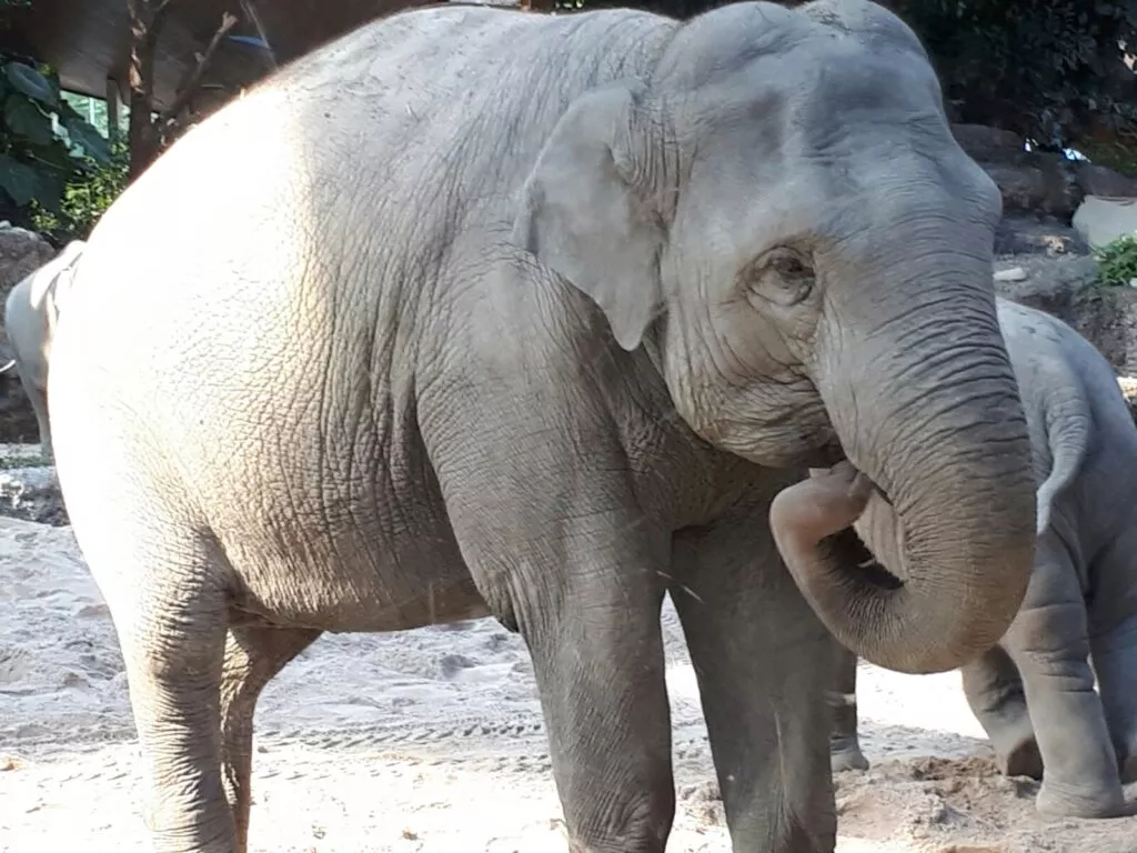 Deux éléphants côte à côte dans un enclos de zoo.