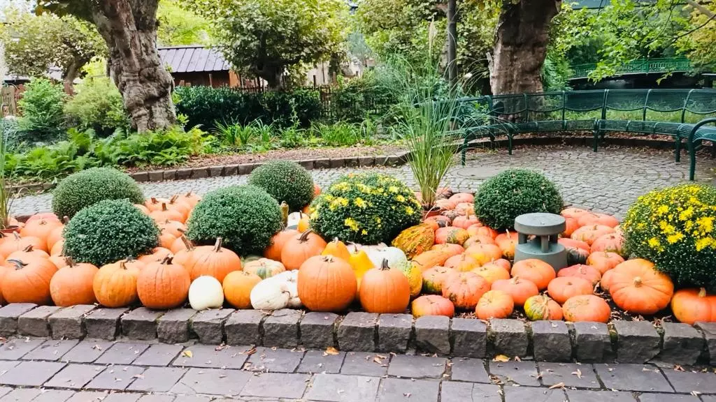 Un jardin rempli de citrouilles et d'arbustes.